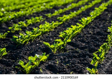 Tidy rows of sugar beets in perspective in fertile soil on an agricultural field. Sugar beet cultivation. Agricultural process.