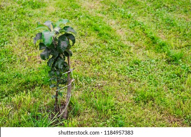 The Tied Columnar Apple Tree