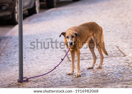 A tied up dog on a leash waits for his people.