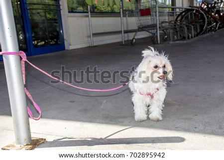 Tied dog outside a store
