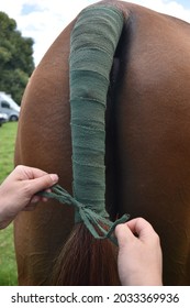 Tieing A Green Tail Bangage On A Chestnut Horse To Protect Their Tail In The Stable Or While Travelling To An Equine Event And Keep It Clean After Grooming. 