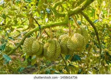 Tien Giang Province, Viet Nam July 8th 2019: Durian tree, Fresh durian fruit on tree, Durians are the king of fruits, Tropical of asian fruit. 