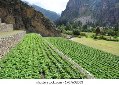 Tiered Garden Plots In The Sacred Valley In Peru