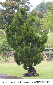 The Tiered Pine Tree In The Garden