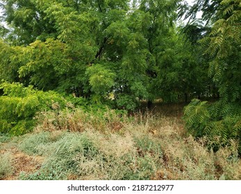 Tieton WA Nut Farm Black Walnut