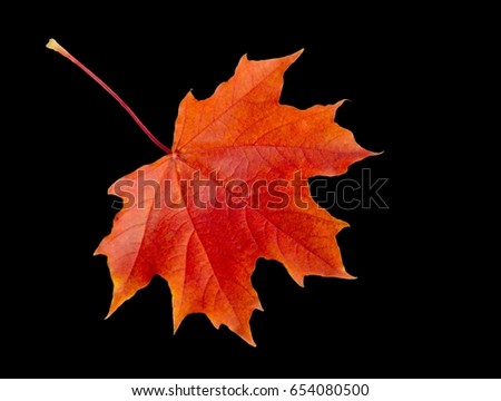 TIF format. Saved layers. The leaf of the maple leaf is separated from the background.  Autumn still life of maple leaves. Warm colors of Autumn. Green and Yellow Autumn Maple Leaf 