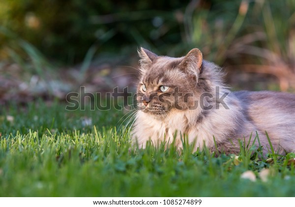 Tiffany Cat On Lawn Garden Stock Photo Edit Now 1085274899