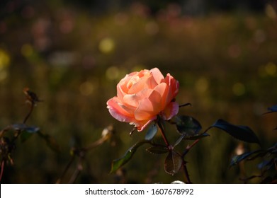 Tiffany Rose. Peach Flower In Bloom