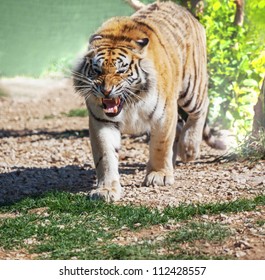 tiger