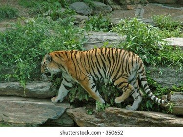 tiger