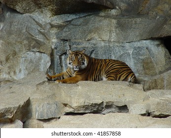 tiger