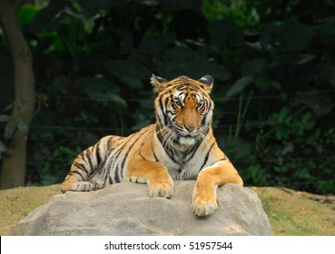 tiger