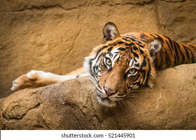 Tiger - Shutterstock ID 521445901