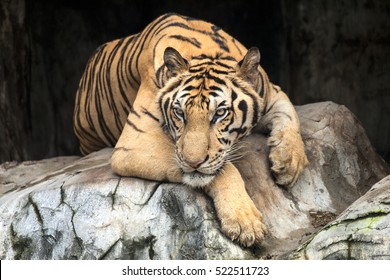 Cute Tiger Sleeping On Table Stock Photo (Edit Now) 1895898073