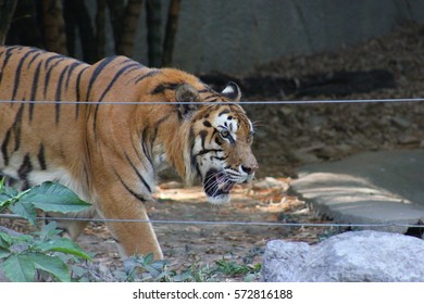 tiger