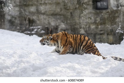 tiger