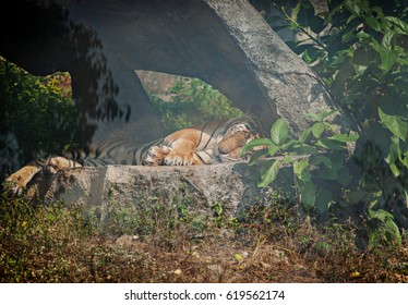 tiger