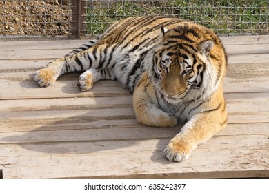 tiger