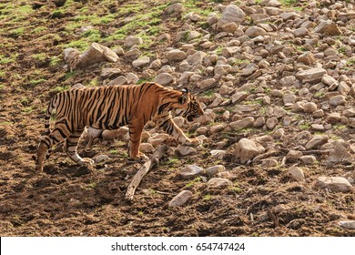 tiger