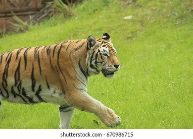 tiger