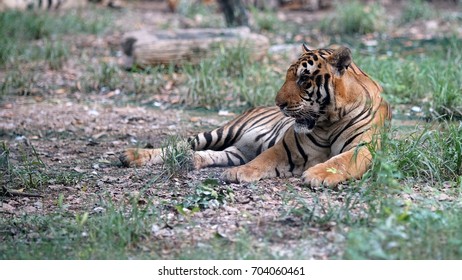 tiger
