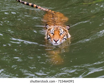 tiger