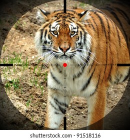 Tigre Cara Images Stock Photos Vectors Shutterstock