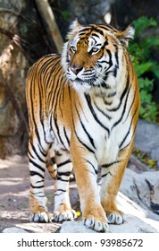 356 Reclining tiger Images, Stock Photos & Vectors | Shutterstock