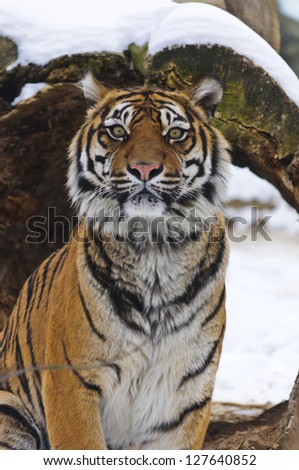 Similar – Foto Bild Fasziniert Tiger Tier