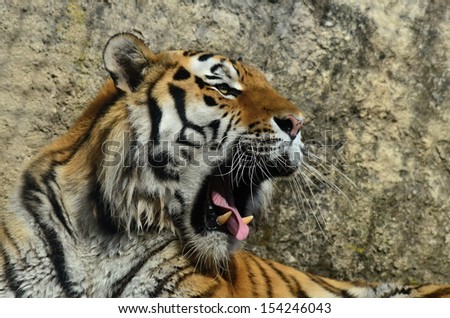 Similar – Image, Stock Photo Roar Of The Tiger Animal