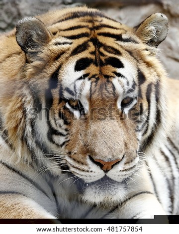 Similar – Image, Stock Photo Sleeping Horror Big cat