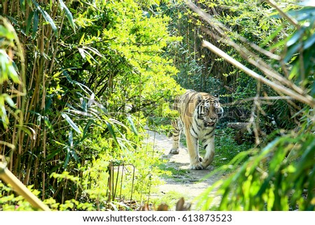 Tiger
