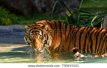 tiger
