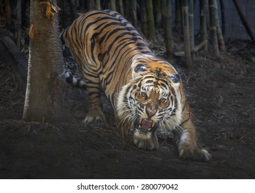 Tiger Action