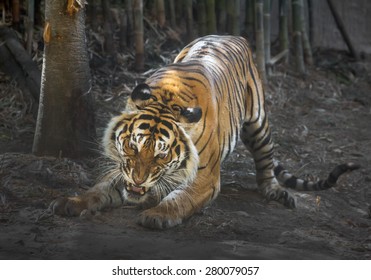 Tiger Action