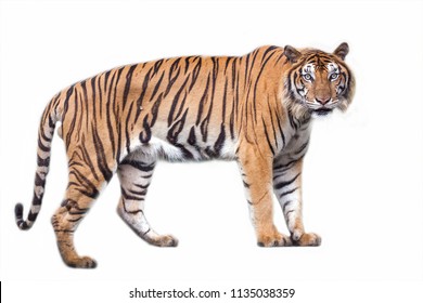 Tiger Isolated On White Background Stock Photo 445657552 | Shutterstock