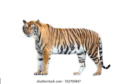 Tiger Isolated On White Background Stock Photo 445657552 | Shutterstock