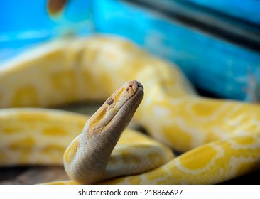 Tiger Albino Python Snake