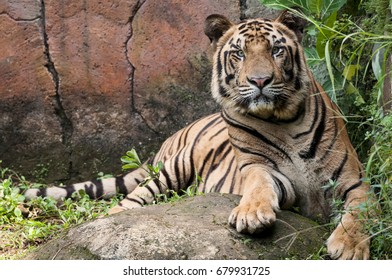 Tiger Alert Stock Photo 679931725 | Shutterstock