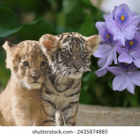 Tiger animal's beauty tiger child and purple flowers 
