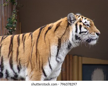 Tiger In Antwerp Zoo.