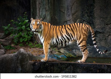 The tiger Asia.