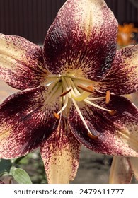 Flor lirio asiático tigre