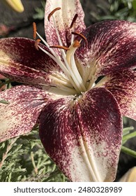 Flor lirio asiático tigre