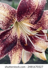 Flor lirio asiático tigre