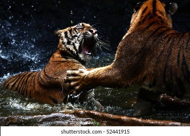 Tiger attack to other tiger