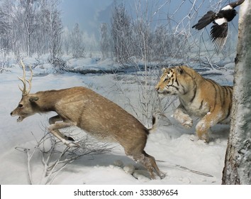 Tiger attacks on deer, installation - Shutterstock ID 333809654