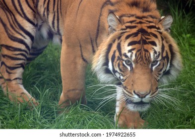 Tiger At Auckland Zoo New Zealand