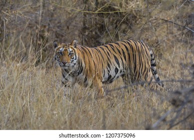 41 Tiger taking out tongue Images, Stock Photos & Vectors | Shutterstock