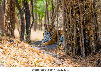 Tiger In Bannerghatta National Park